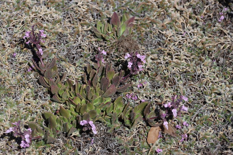Aeollanthus serpiculoides photo 4