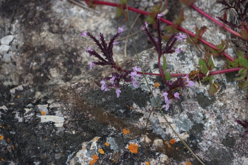 Aeollanthus serpiculoides photo 5