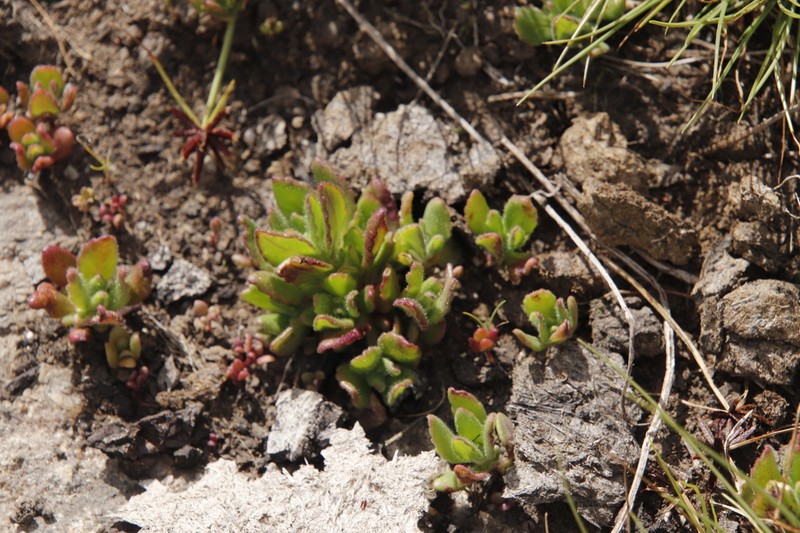 Aeollanthus serpiculoides photo 6