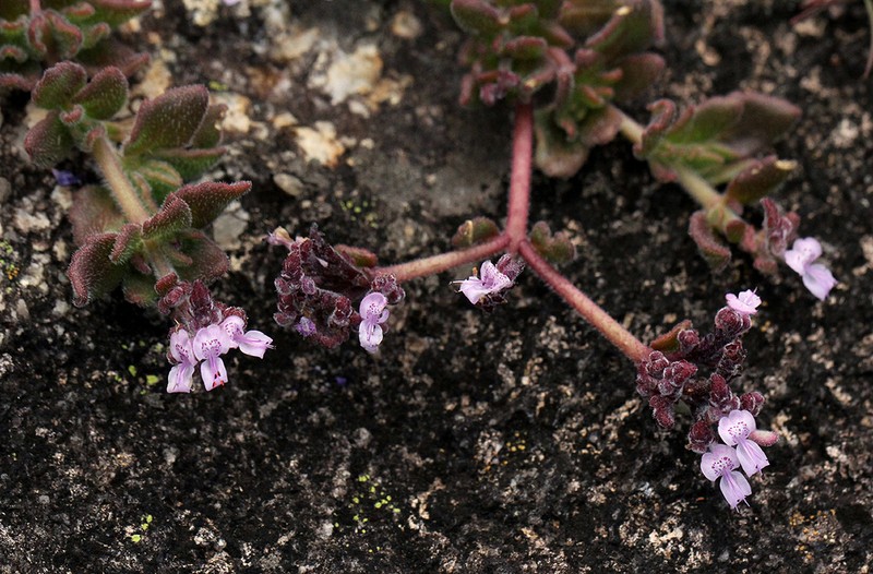 Aeollanthus serpiculoides photo 7