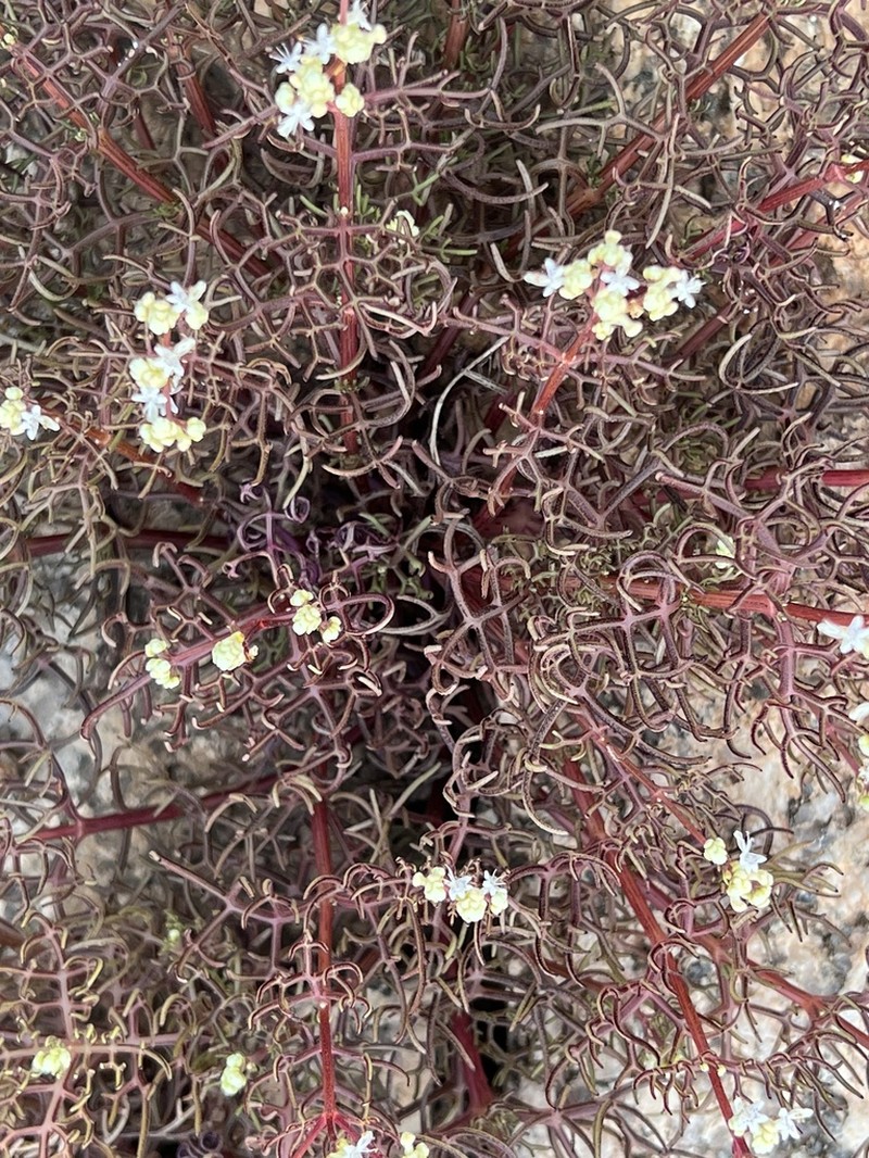 Aeollanthus stuhlmannii