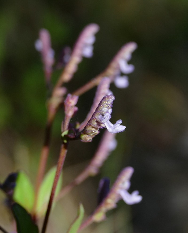 Aeollanthus suaveolens photo 2