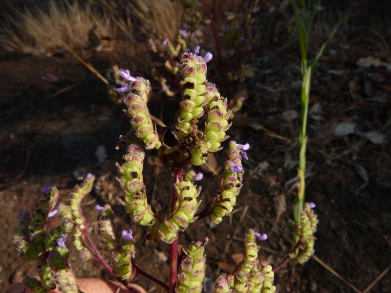 Aeollanthus suaveolens photo 3