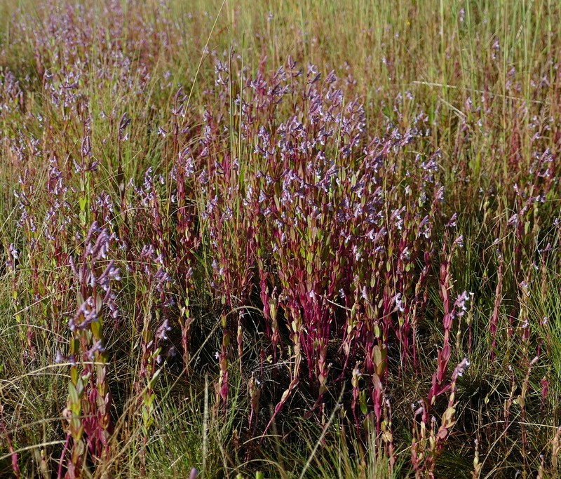 Aeollanthus suaveolens photo 6