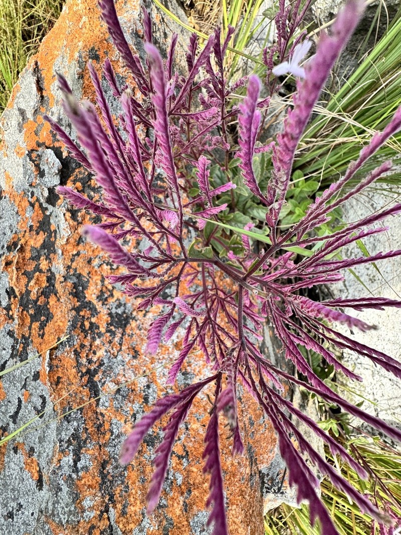 Aeollanthus suaveolens photo 7