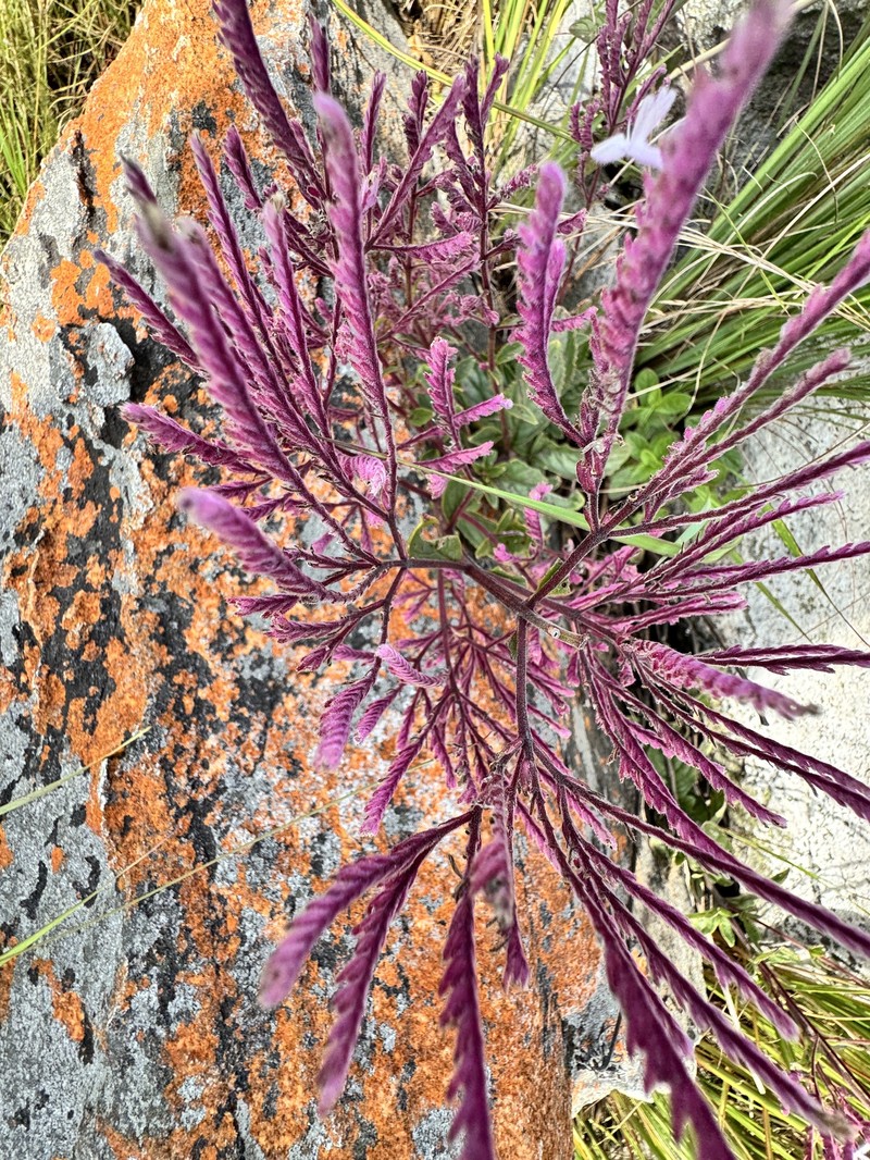 Aeollanthus suaveolens photo 8