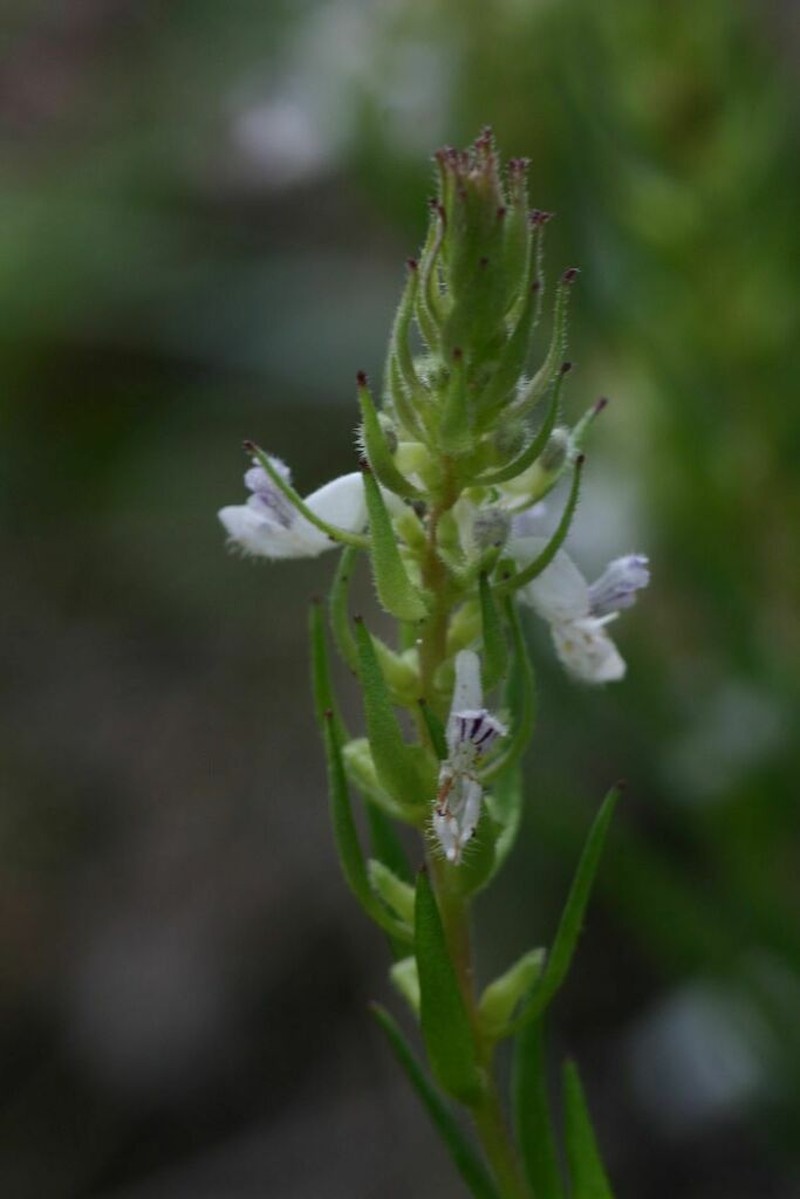 Aeollanthus subacaulis