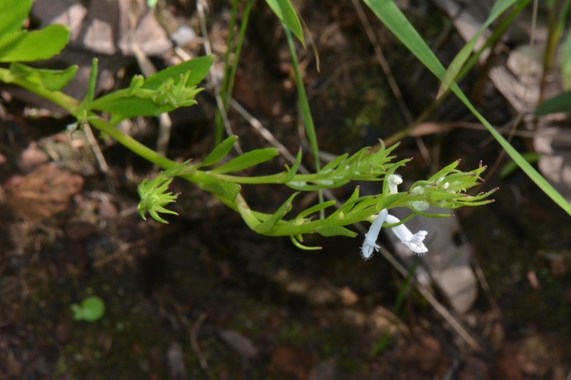 Aeollanthus subacaulis photo 2
