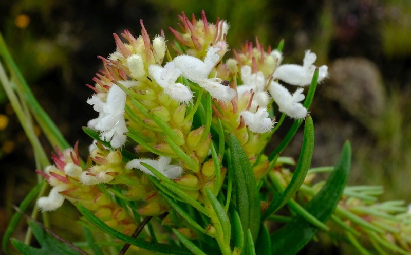 Aeollanthus subacaulis photo 3