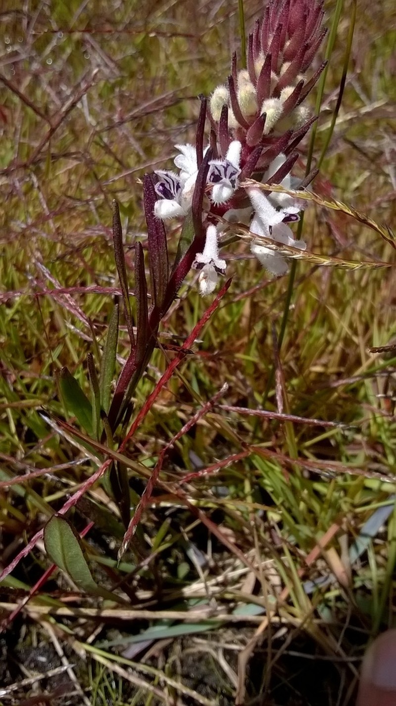 Aeollanthus subacaulis photo 4