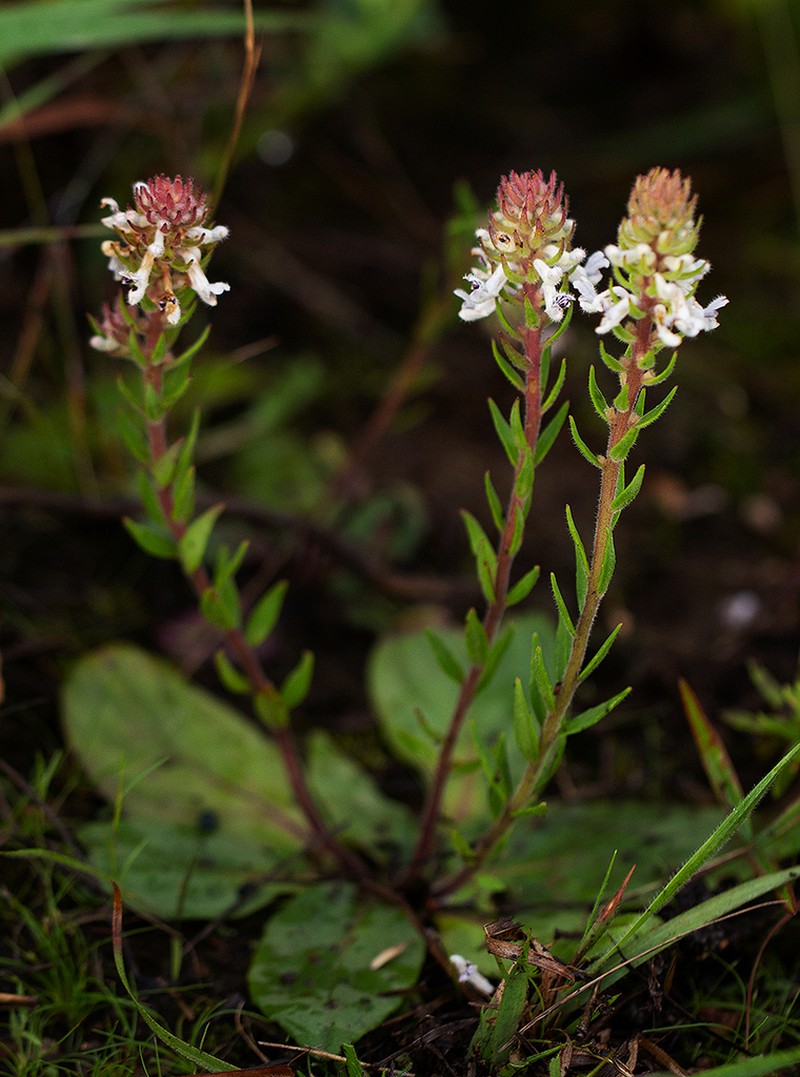 Aeollanthus subacaulis photo 5