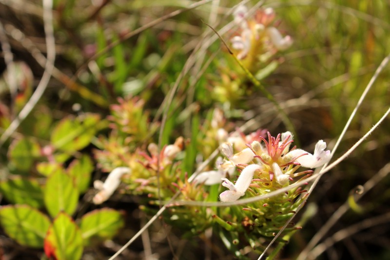 Aeollanthus subacaulis photo 6