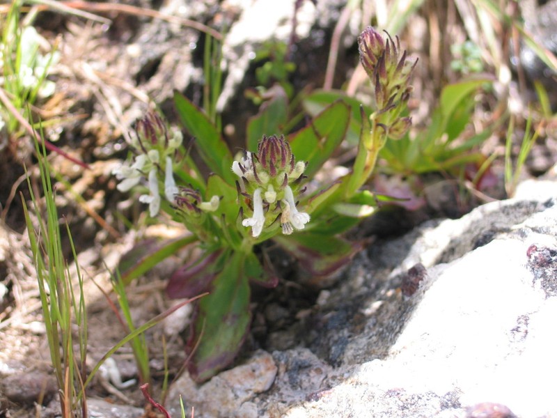 Aeollanthus subacaulis photo 7