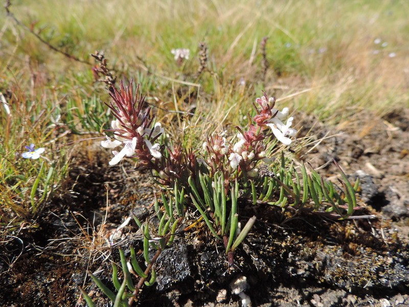Aeollanthus subacaulis photo 8