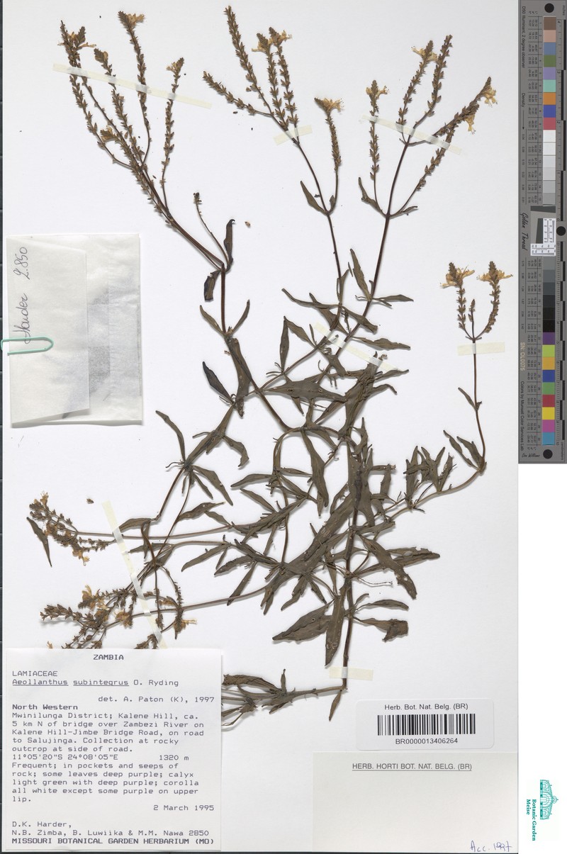Aeollanthus subintegrus photo 2