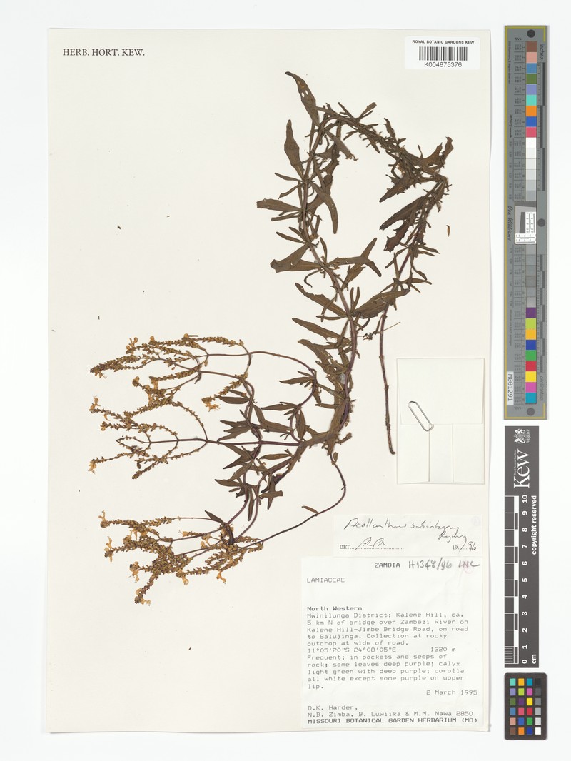 Aeollanthus subintegrus photo 3