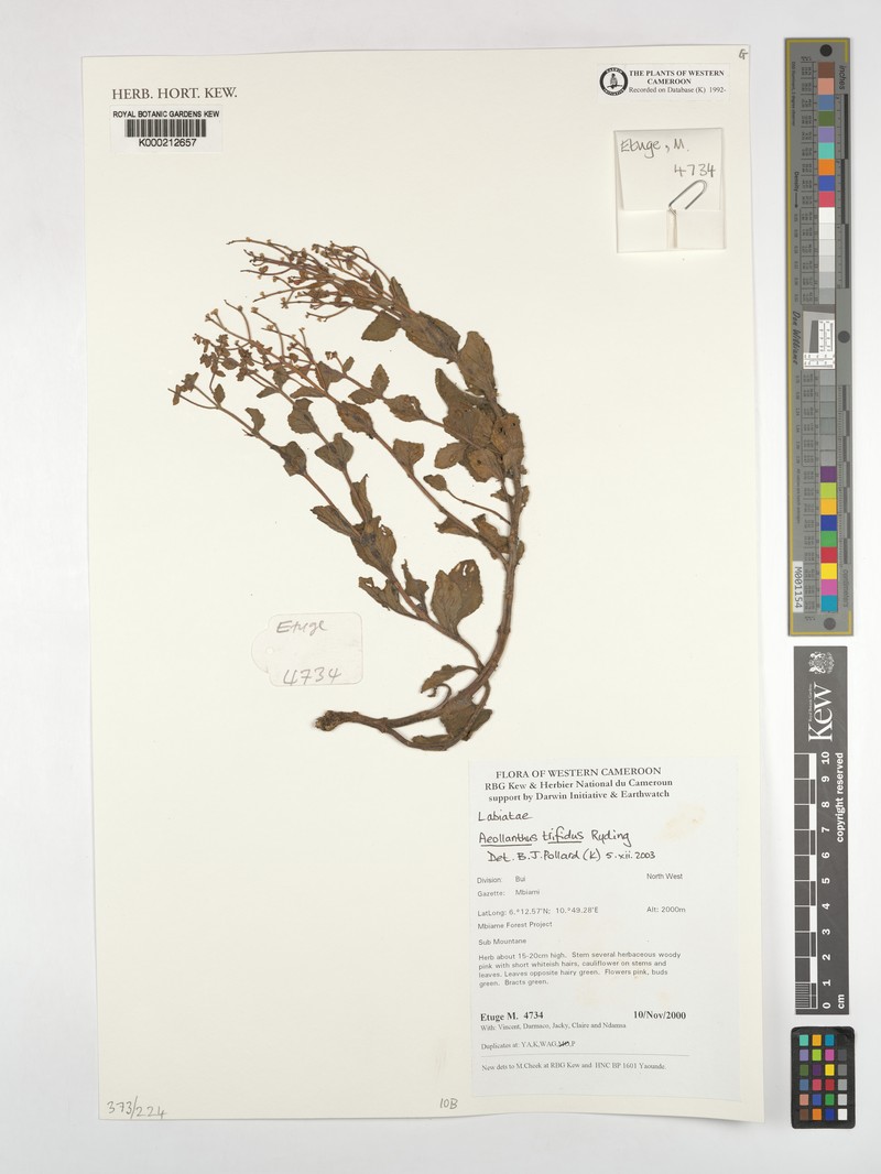 Aeollanthus trifidus photo 2