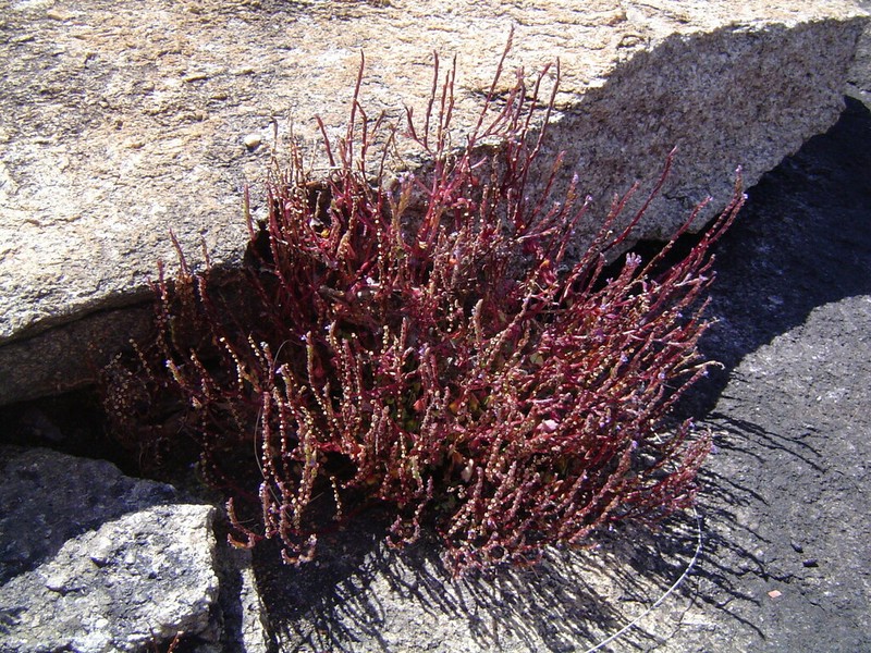 Aeollanthus ukamensis
