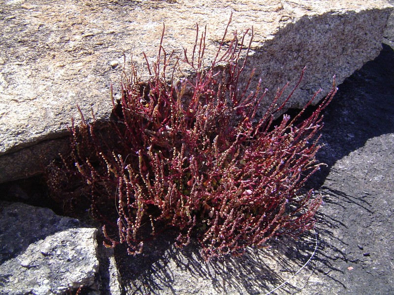 Aeollanthus ukamensis photo 2