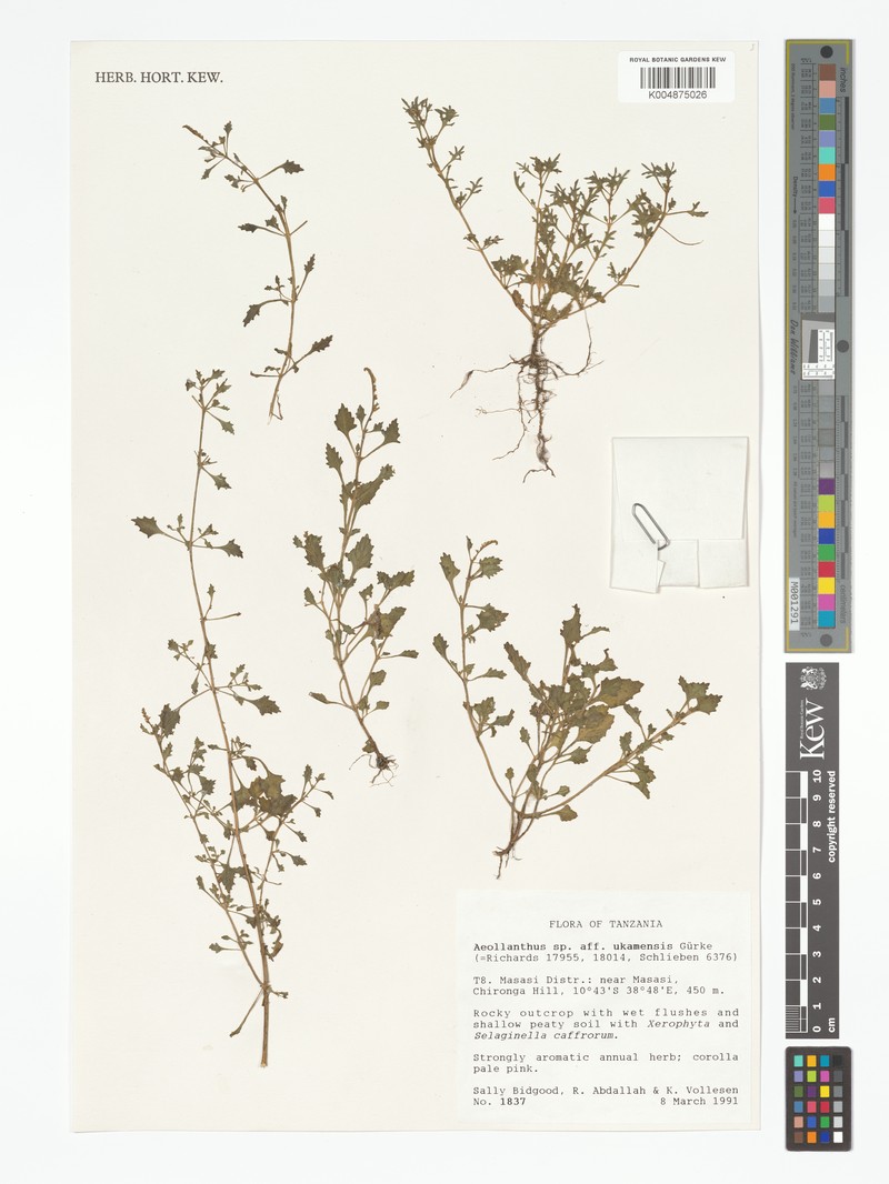 Aeollanthus ukamensis photo 3