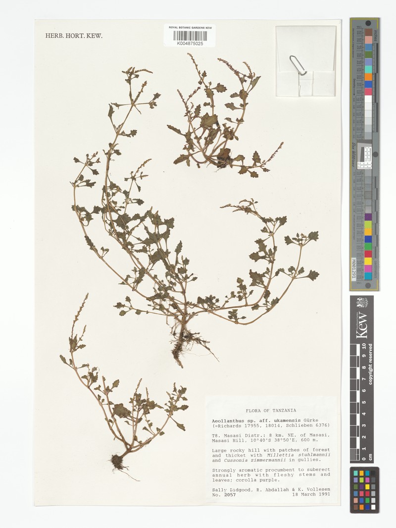 Aeollanthus ukamensis photo 4