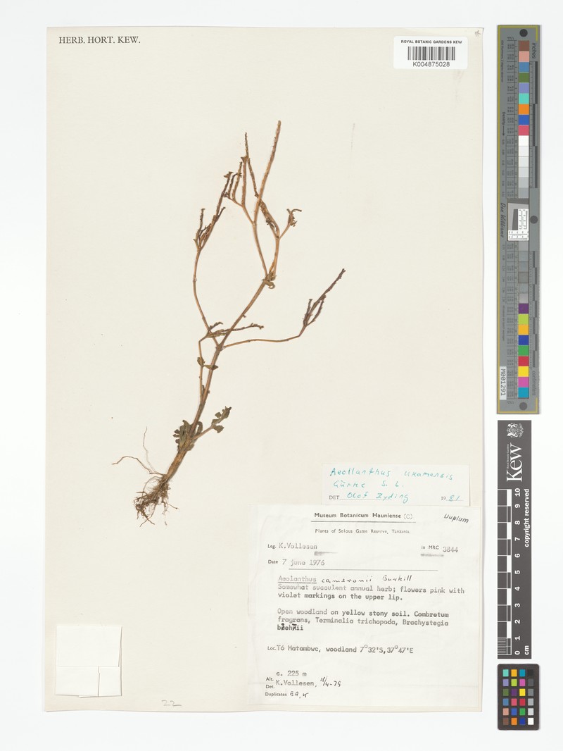 Aeollanthus ukamensis photo 5