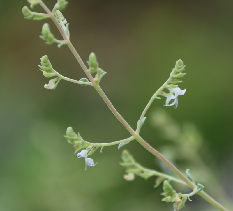 Aeollanthus viscosus photo 4