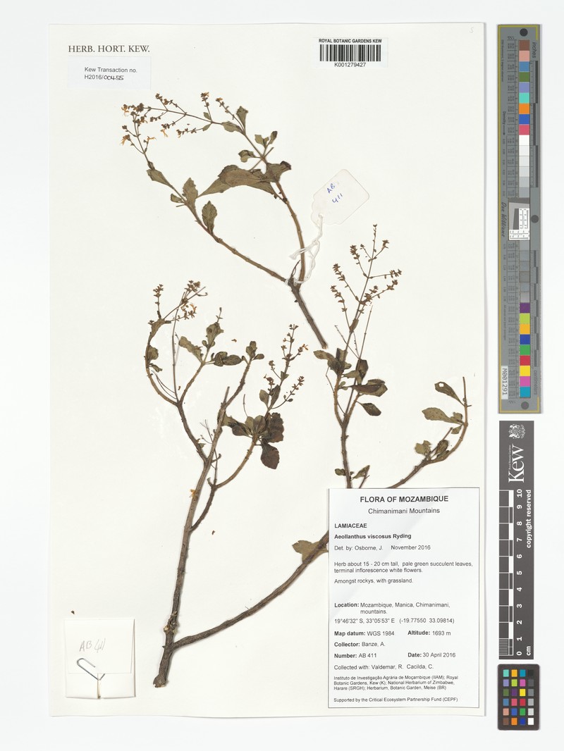 Aeollanthus viscosus photo 7