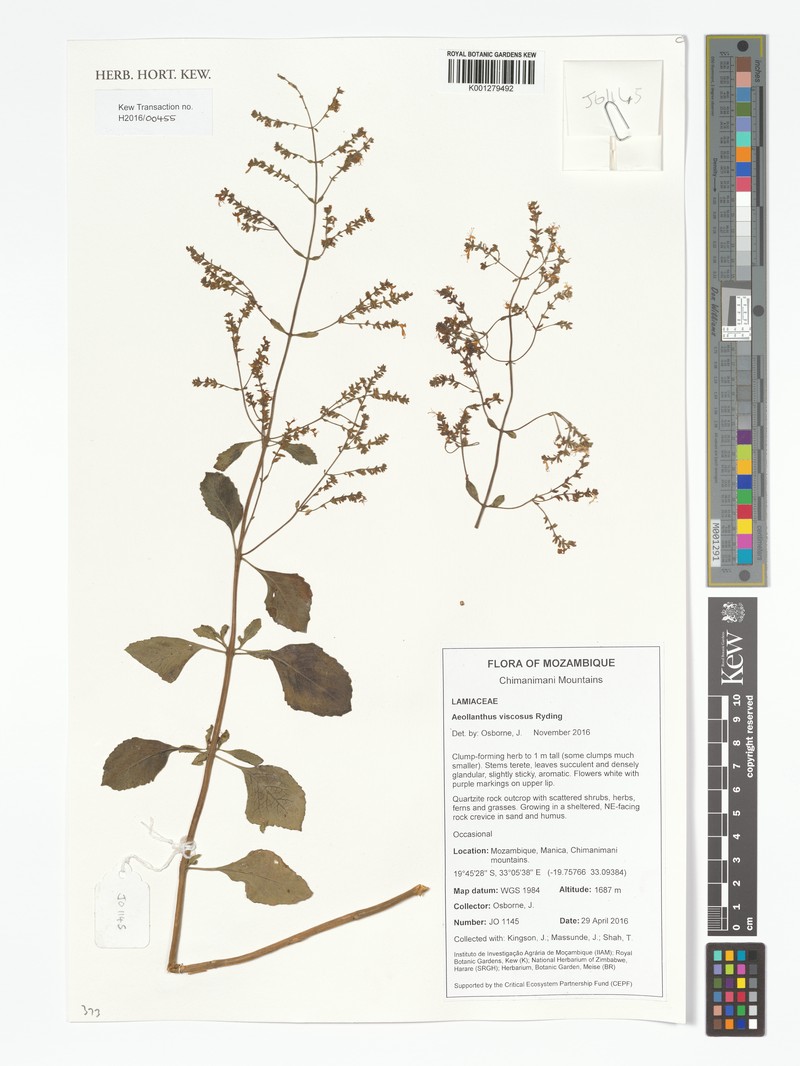 Aeollanthus viscosus photo 8