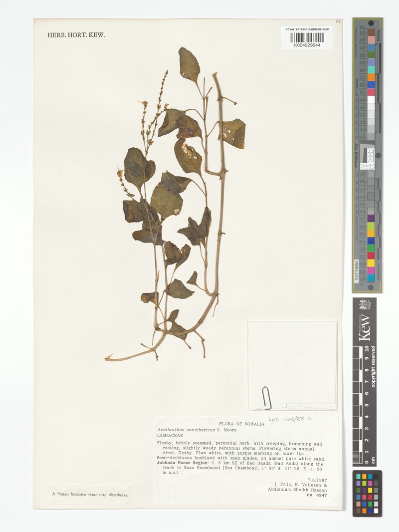 Aeollanthus zanzibaricus