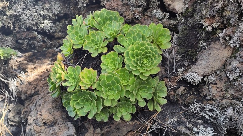 Aeonium × cabrerae