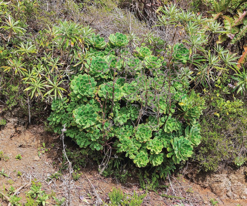 Aeonium × castellodecorum