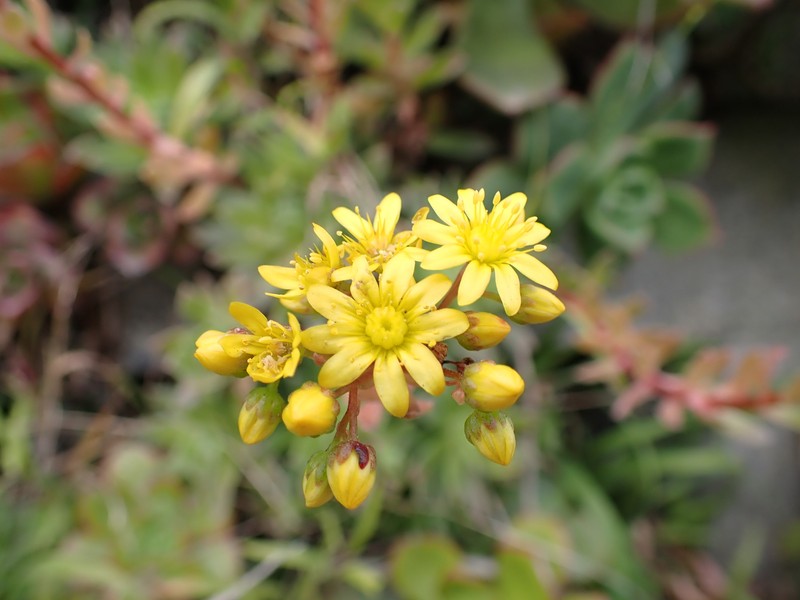 Aeonium × hybridum photo 2