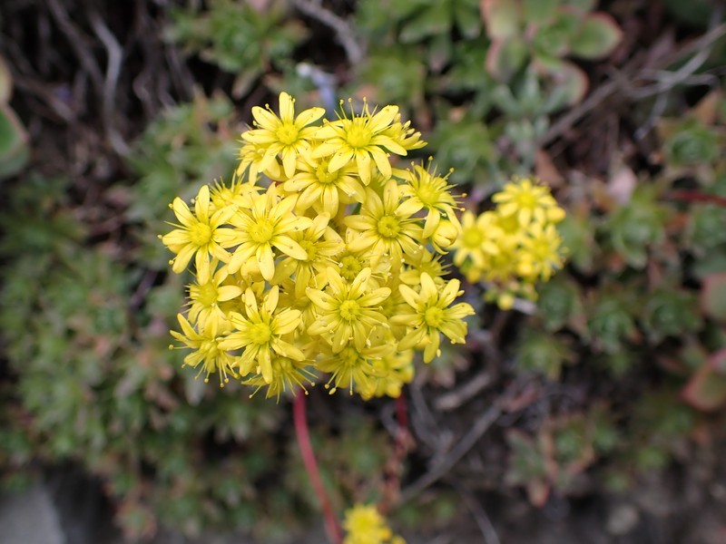 Aeonium × hybridum photo 3