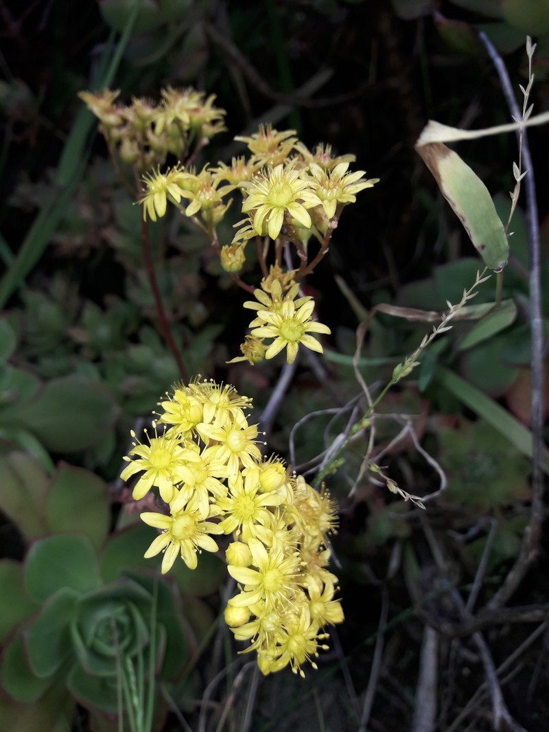 Aeonium × hybridum photo 4
