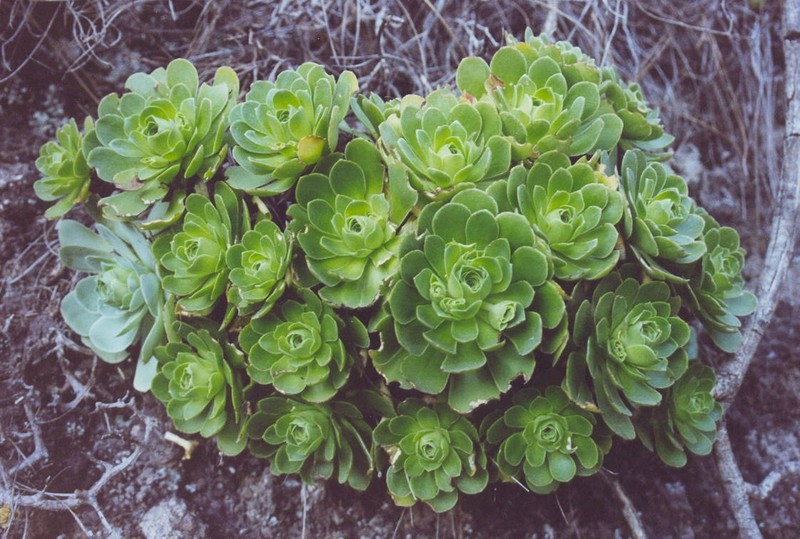Aeonium × lambii