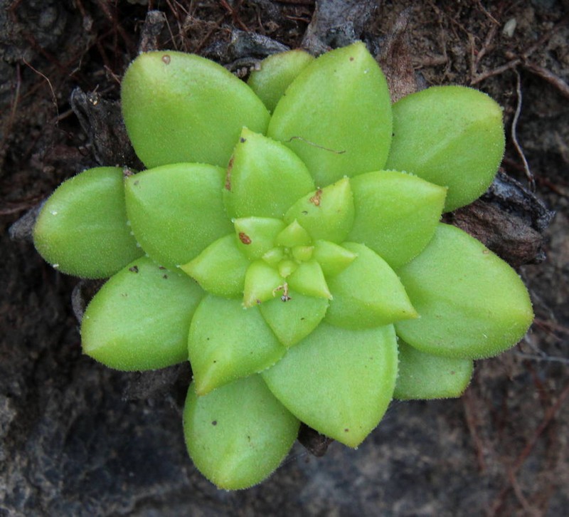 Aeonium × lowei