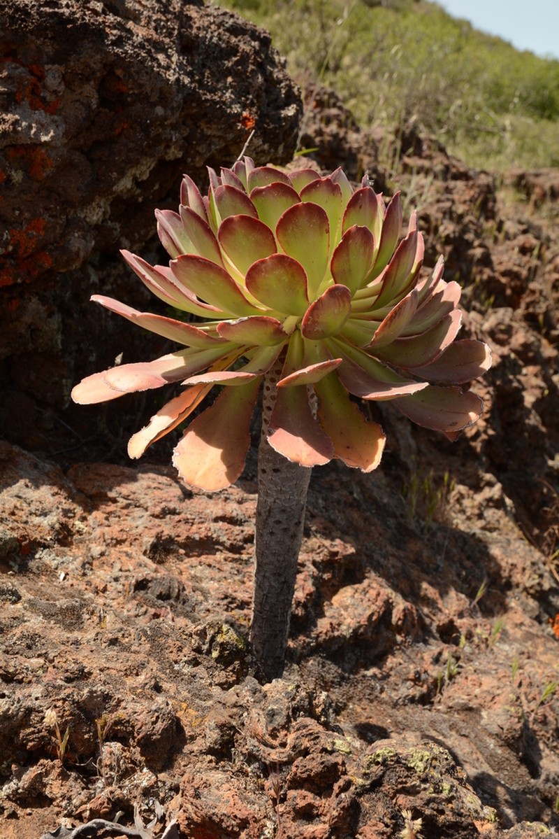 Aeonium × meridionale