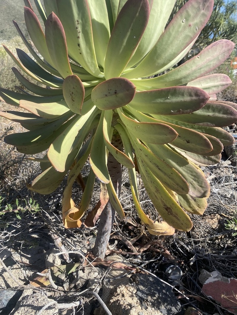 Aeonium × meridionale photo 2