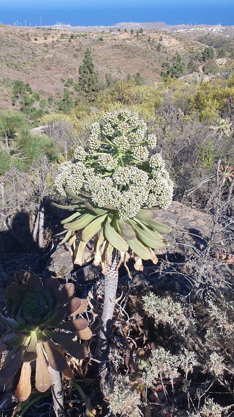 Aeonium × meridionale photo 3