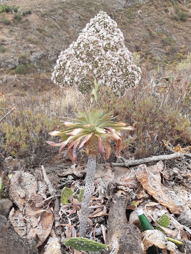 Aeonium × meridionale photo 4