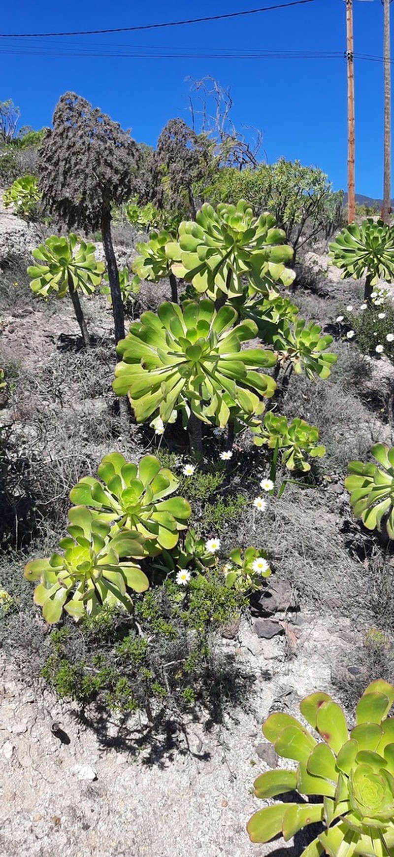 Aeonium × meridionale photo 5
