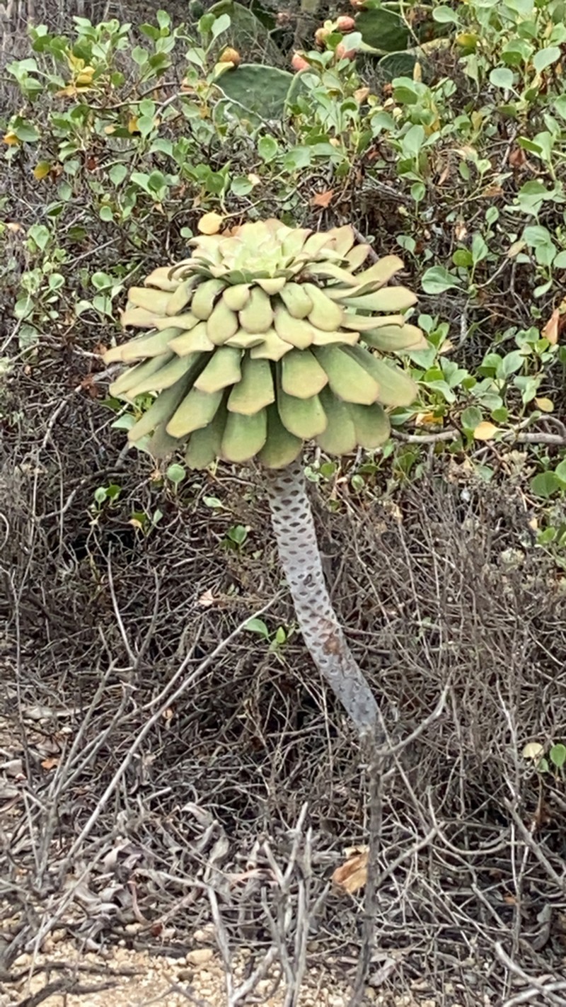 Aeonium × meridionale photo 6