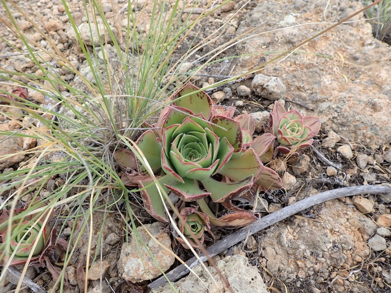 Aeonium × meridionale photo 7