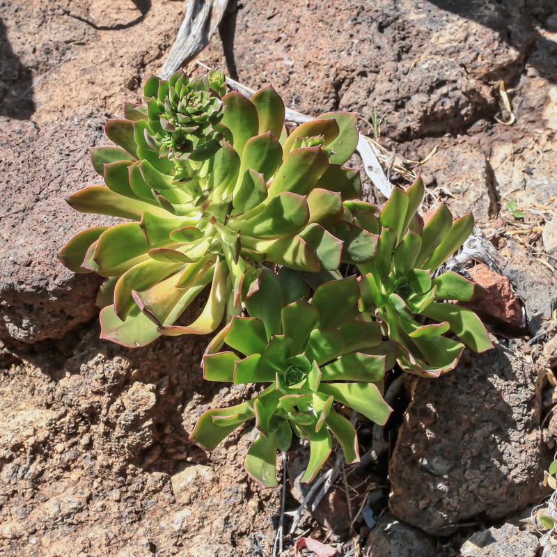 Aeonium × perezii