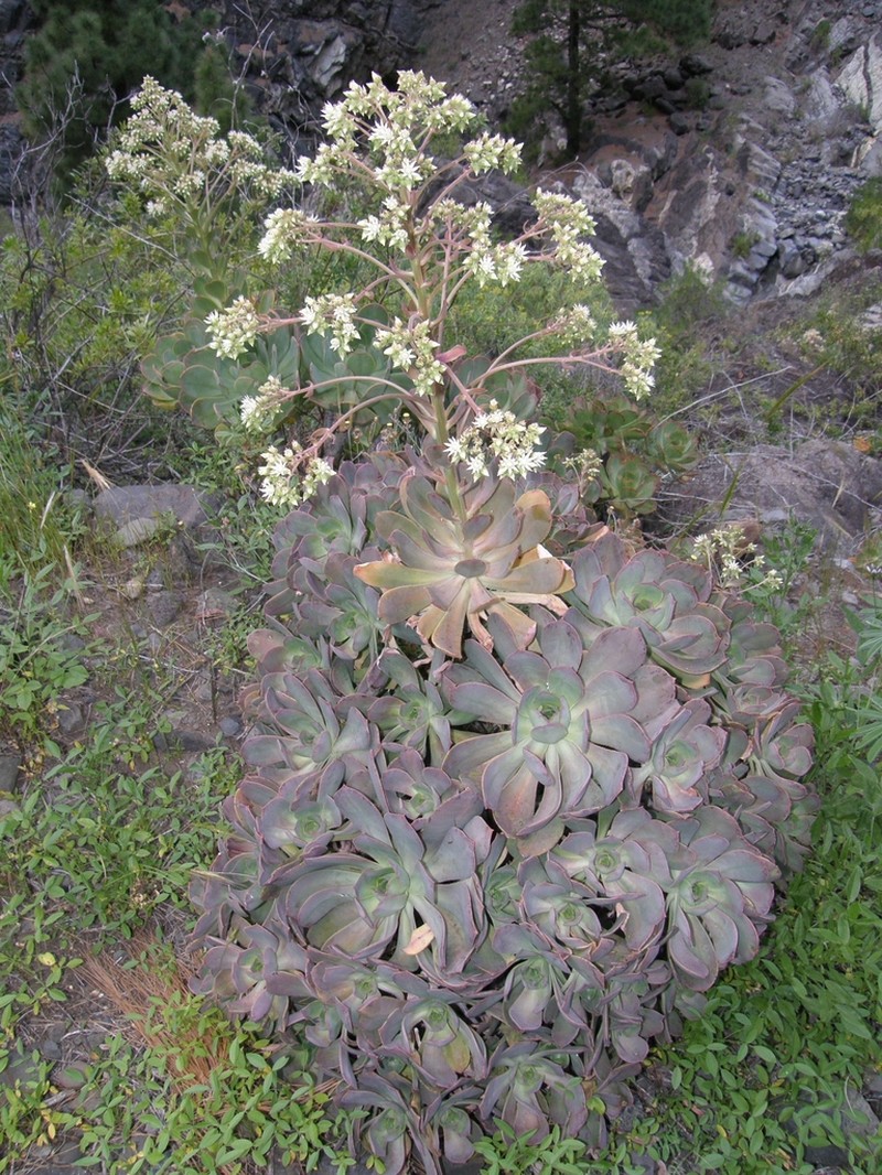 Aeonium × praegeri