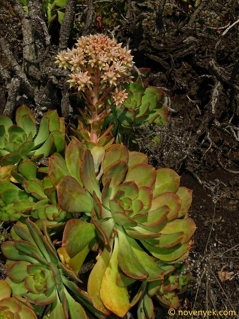 Aeonium × praegeri photo 3