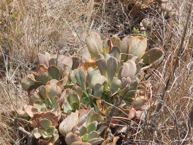 Aeonium × praegeri photo 4