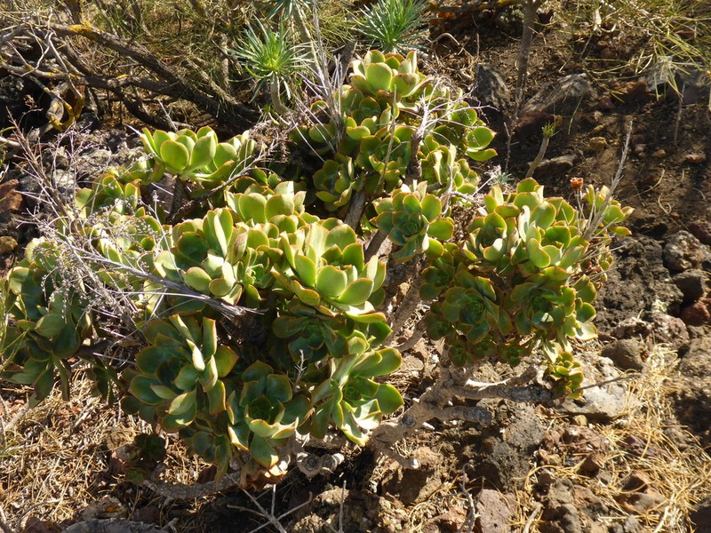 Aeonium × praegeri photo 7