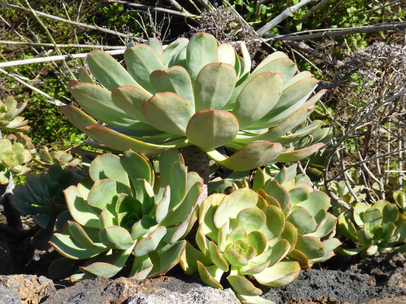Aeonium × praegeri photo 8